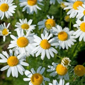 Tisane camomille bio