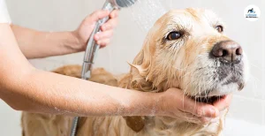 Shampoing doux spécial chien