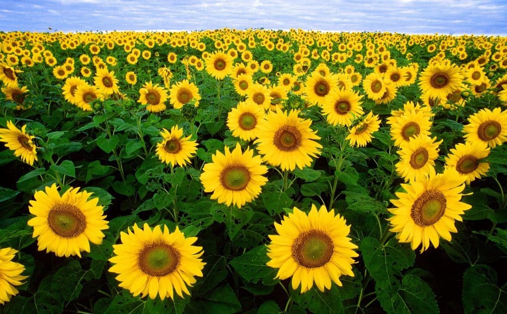 Tournesols